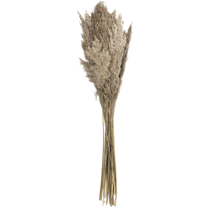 Pampas Grass Arrangement, Brown, 35.43" H x 2.36" W x 0.59" D