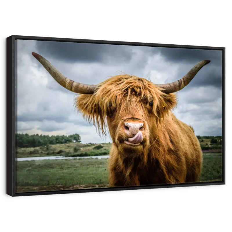 Brampt Silly Highland Cow, H 21 po x l 31 po