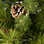 Arbre de Noël illuminé 36 'pin