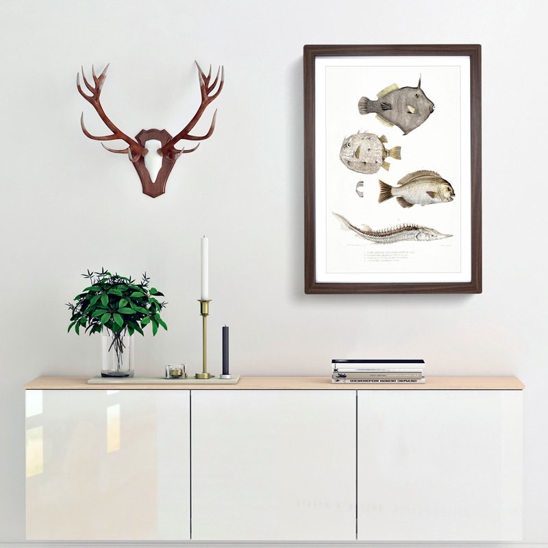 Selection of Fish by John Edward Gray - Picture Frame Painting Print, 48cm H x 36cm W x 2cm D, Walnut Framed