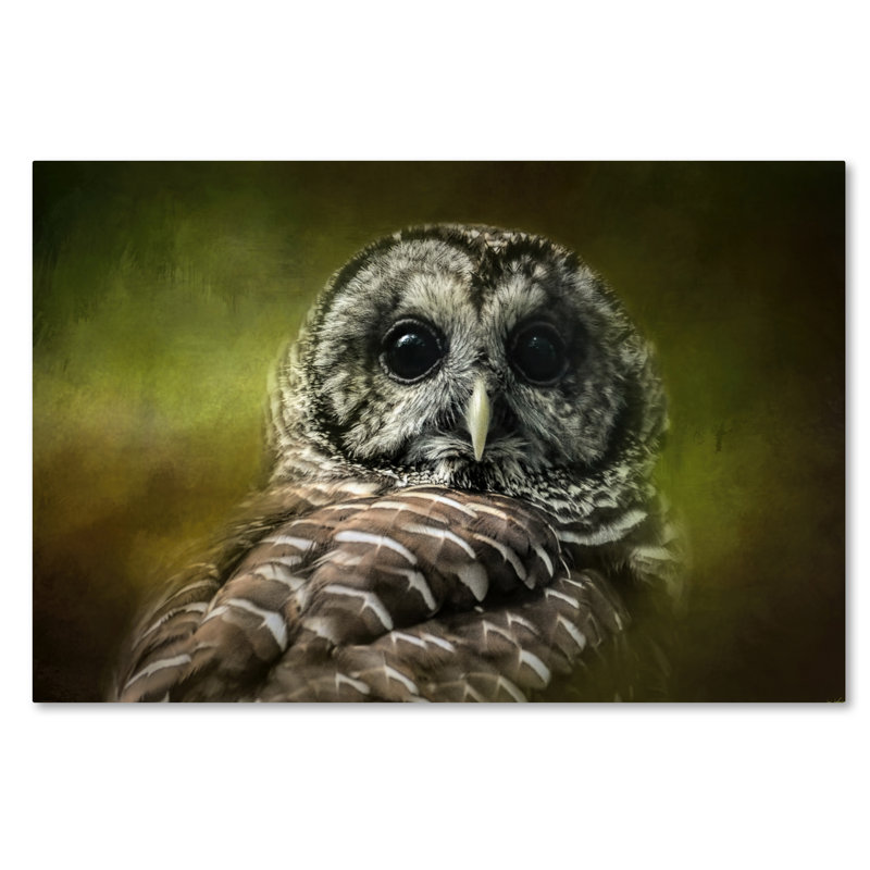 «Barred Owl in the Grove» de Vidur, impression sur toile tendue, H 30 po x l 47 po