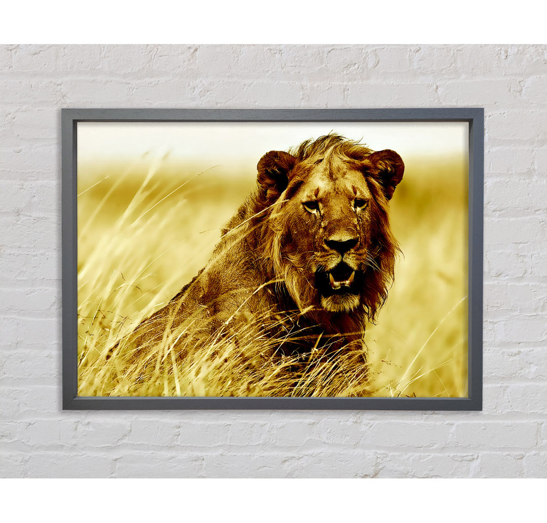 Lion Watching Out For Dinner - Einzelner Bilderrahmen Kunstdrucke auf Leinwand