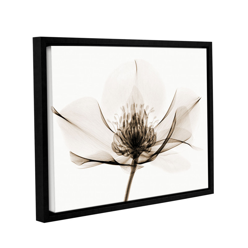 Hellebore I, impression sur toile tendue, H 24 po x l 32 po x P 2 po