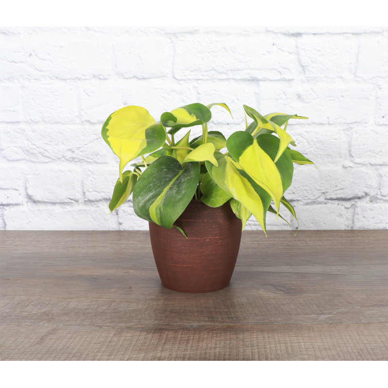 Live Brazil Philodendron Plant in Classic Pot, Copper