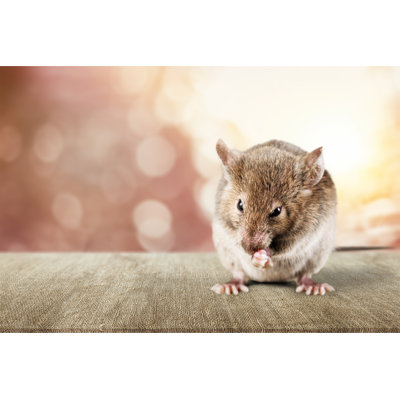 Souris - photographie sur toile tendue