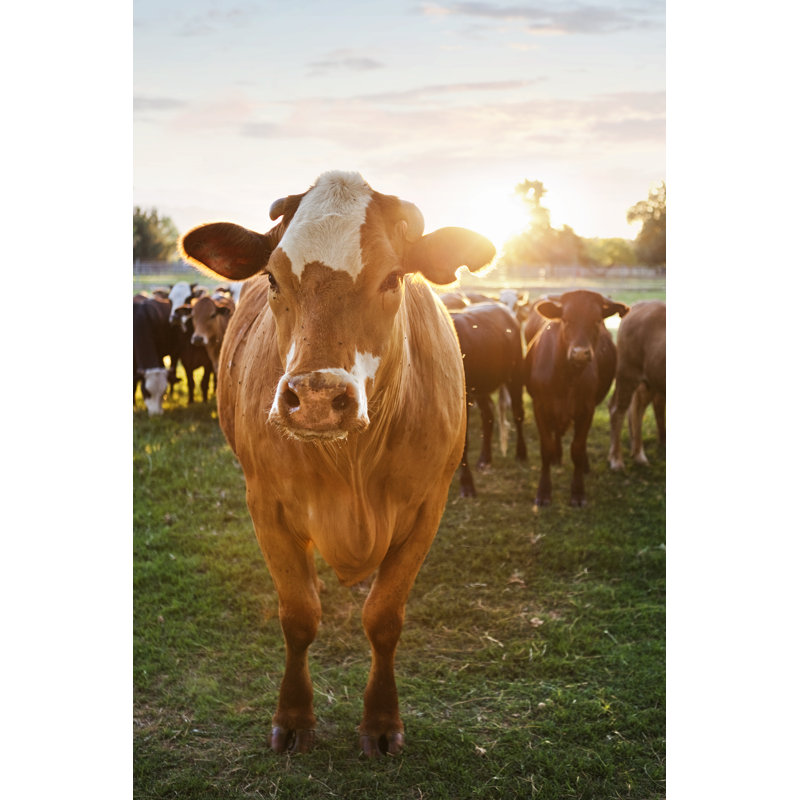 Hereford Cows by Powerofforever, 18" H x 12" W