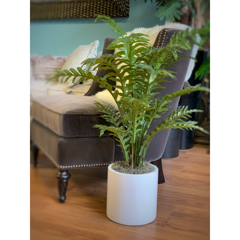 Fern Plant In Ceramic Vase