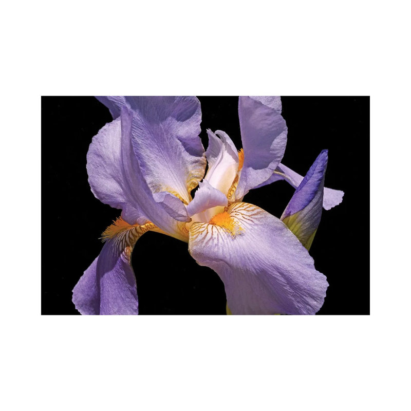 Violet Iris 1 Piece Wrapped Canvas Wall Art, 20.32cm H x 30.48cm W x 1.91cm D