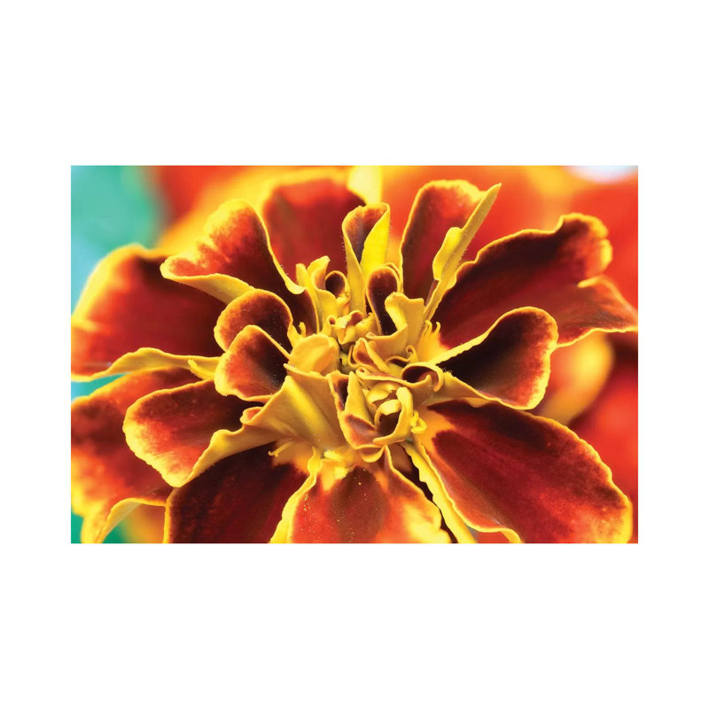 Calendula - Wrapped Canvas Print, 152.5 cm H x 101.5 cm W