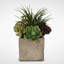 Succulent Plant in Pot