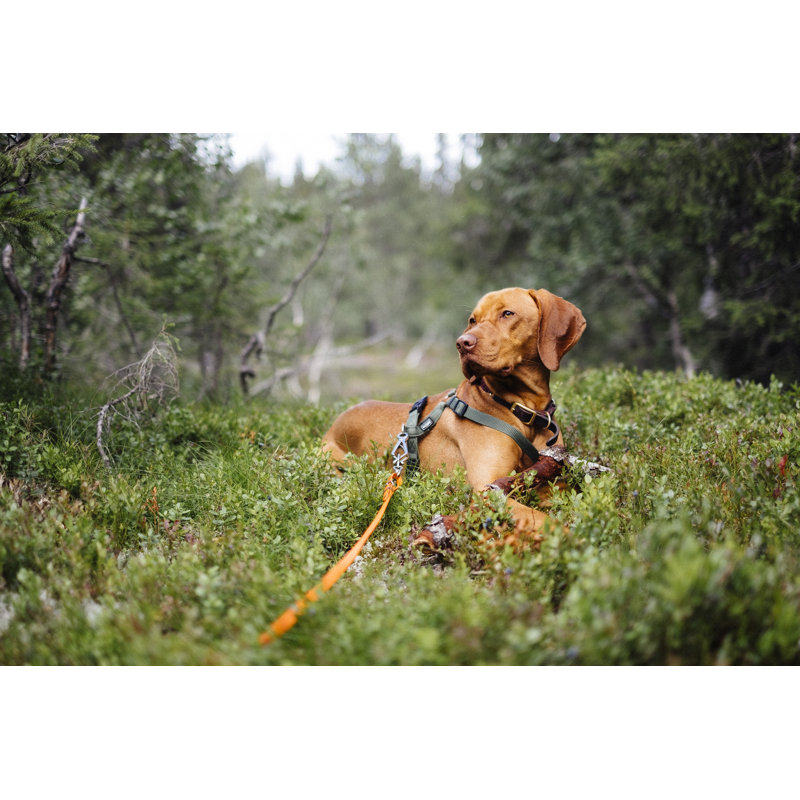 Beautiful Sportive Dog by Ivar Ã˜Stby Simonsen - Wrapped Canvas Print