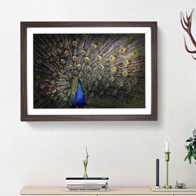 Peacock with Outstretched Feathers - Framed Print