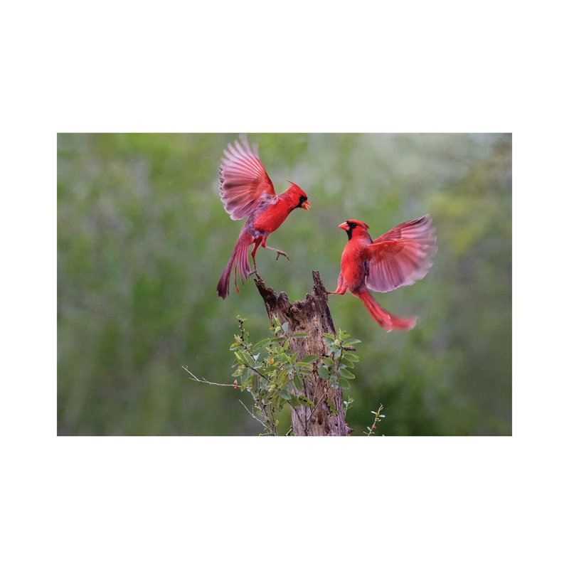 Northern Cardinal Males Fighting. by Larry Ditto - Wrapped Canvas Print, 66.04 cm H x 45.72 cm W x 1.91 cm D