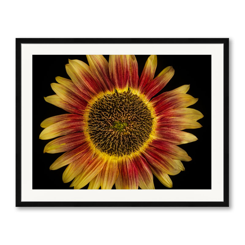 Candy Mountain Sunflower Print by Harold Davis, 25.2" H x 31.2" W, Black Framed Paper