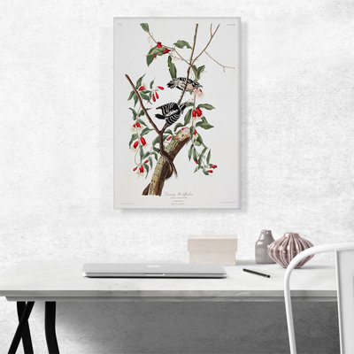 «Downy Woodpecker» par James Audubon, reproduction d'art sur toile tendue