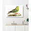 Madagascar Pigeon by George Shaw - Wrapped Canvas Painting-55330351