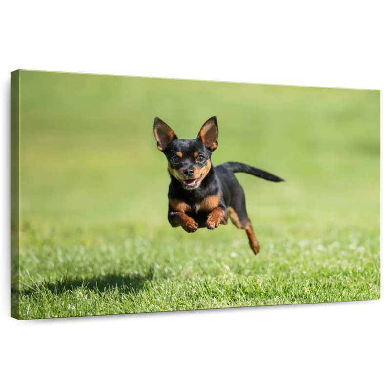 Chihuahua Sprint Brampt, H 8 po x l 12 po