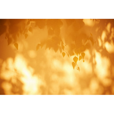 Leaf Background by Bluberries - No Frame Art Prints on Canvas