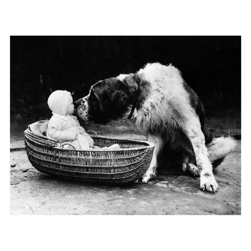 Mignon chien léchant une petite fille (6 à 11 mois) assis dans un panier par Inconnu - Estampe numérique, H 22 po x l 28 po