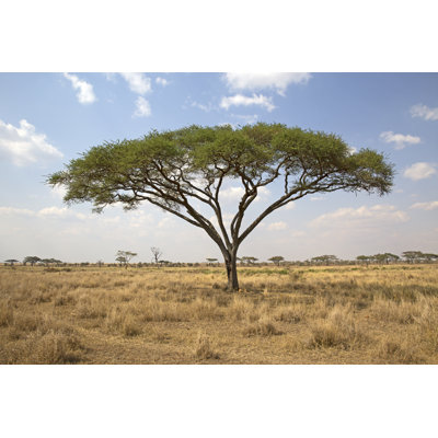 Serengeti National Park - Wrapped Canvas Print