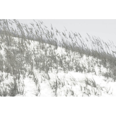 Lush Dunes II 1 Piece Wrapped Canvas Wall Art