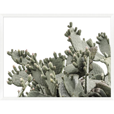 Cacti On White 3 Print by Nathan Turner