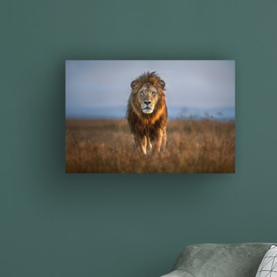«Lion Close Up» par Xavier Ortega - photographie sur toile tendue
