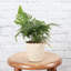 Live Rabbit's Foot Fern Plant