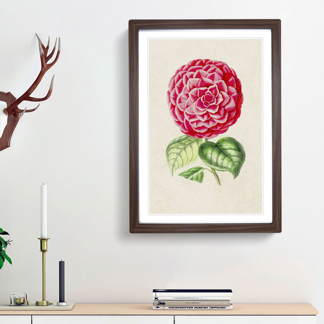 Bright Pink Camellia Flower Illustration - Framed Print
