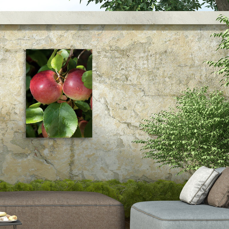 Toile d'extérieur Marcus Jules Macintosh Apples, H 14 po x l 19 po
