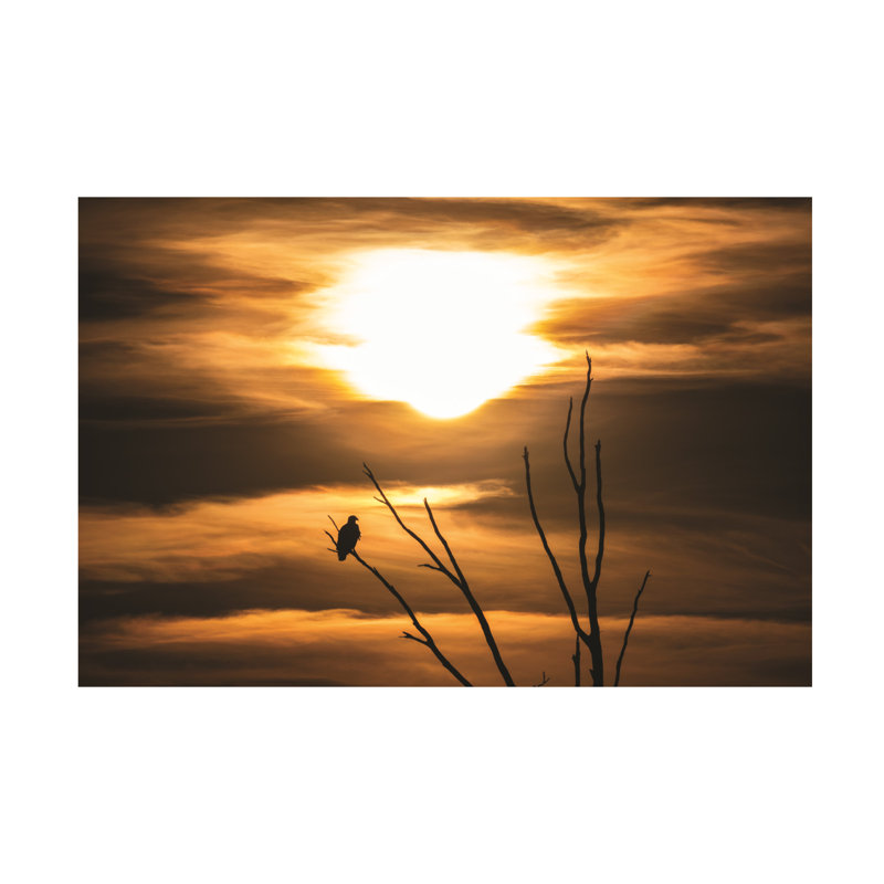 Art sur toile «Bald Kurt Shaffer Bald Eagle Sunset», 12" H x 19" W