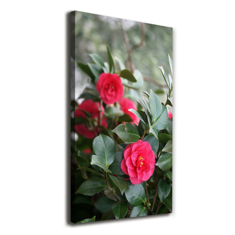 Camellia - Wrapped Canvas Print