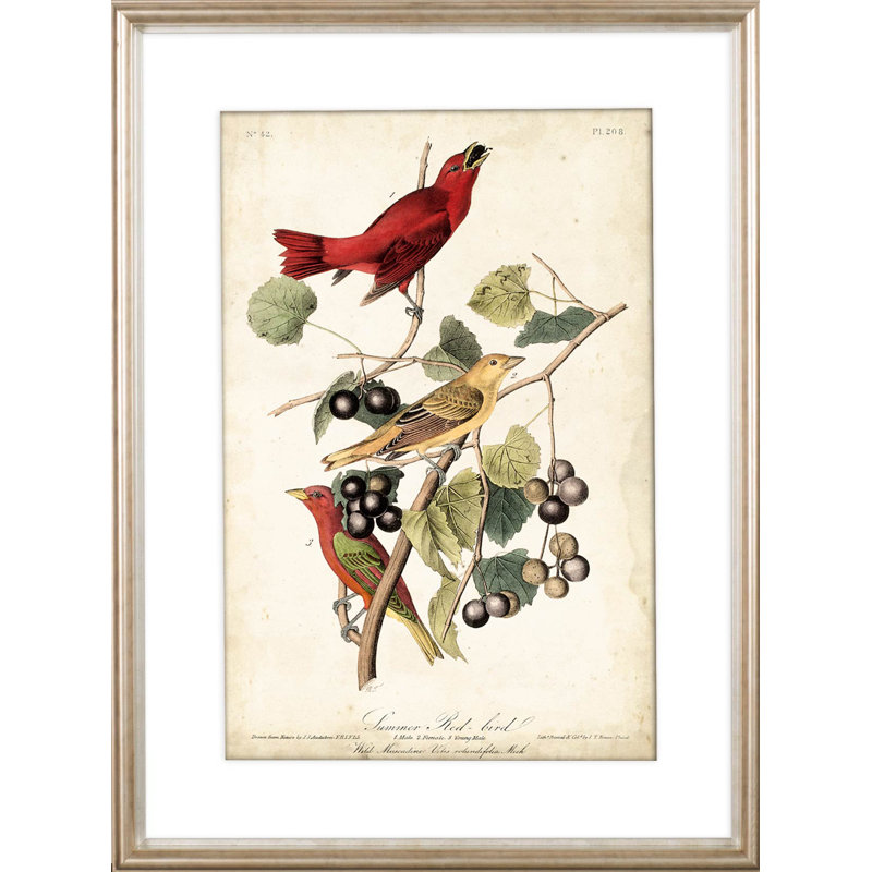 «Delicate Bird and Botanical IV» par John James Audubon, reproduction d'art encadrée sous verre, Summer Red Bird