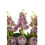 Marcella RealTouch Mixed Floral Arrangement