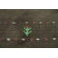 Tapis de couloir indien style petits animaux Gabbeh 2 x 9