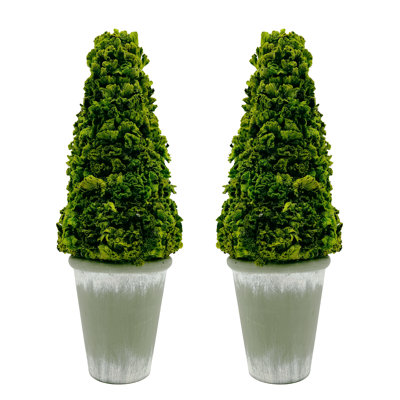 Pair of 17" Preserved Cockscomb Cone Topiary Plants in Pots