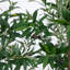 Artificial Grand Olive Tree in White Decorative Planter-2045042808
