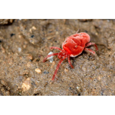 Velvet Mite (Trombidium Holosericeum) by Ian_Redding - Wrapped Canvas Print