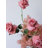 Blush Garden Rose Arrangement Kit (Stems Only)