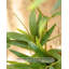 Imitation de verdure en pot de bambou de style moderne en pot pour décoration intérieure