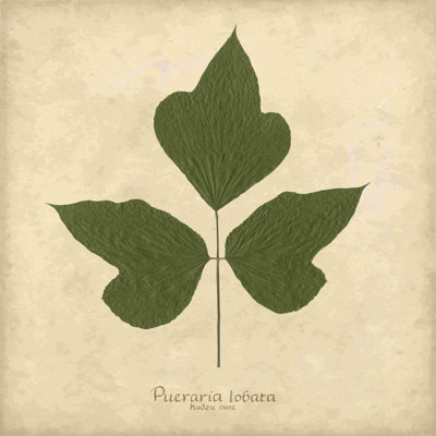 " Kudzu Vine " by Becky Davis