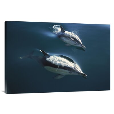 Common Dolphin Pair Jumping, Golden Bay, New Zealand' Photographic Print -  East Urban Home, URBP7071 41076587