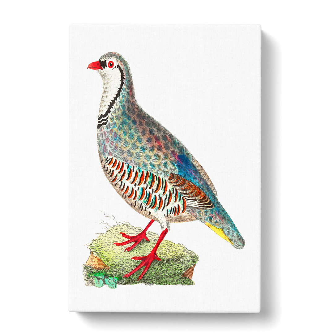 Red Partridge by George Shaw - Wrapped Canvas
