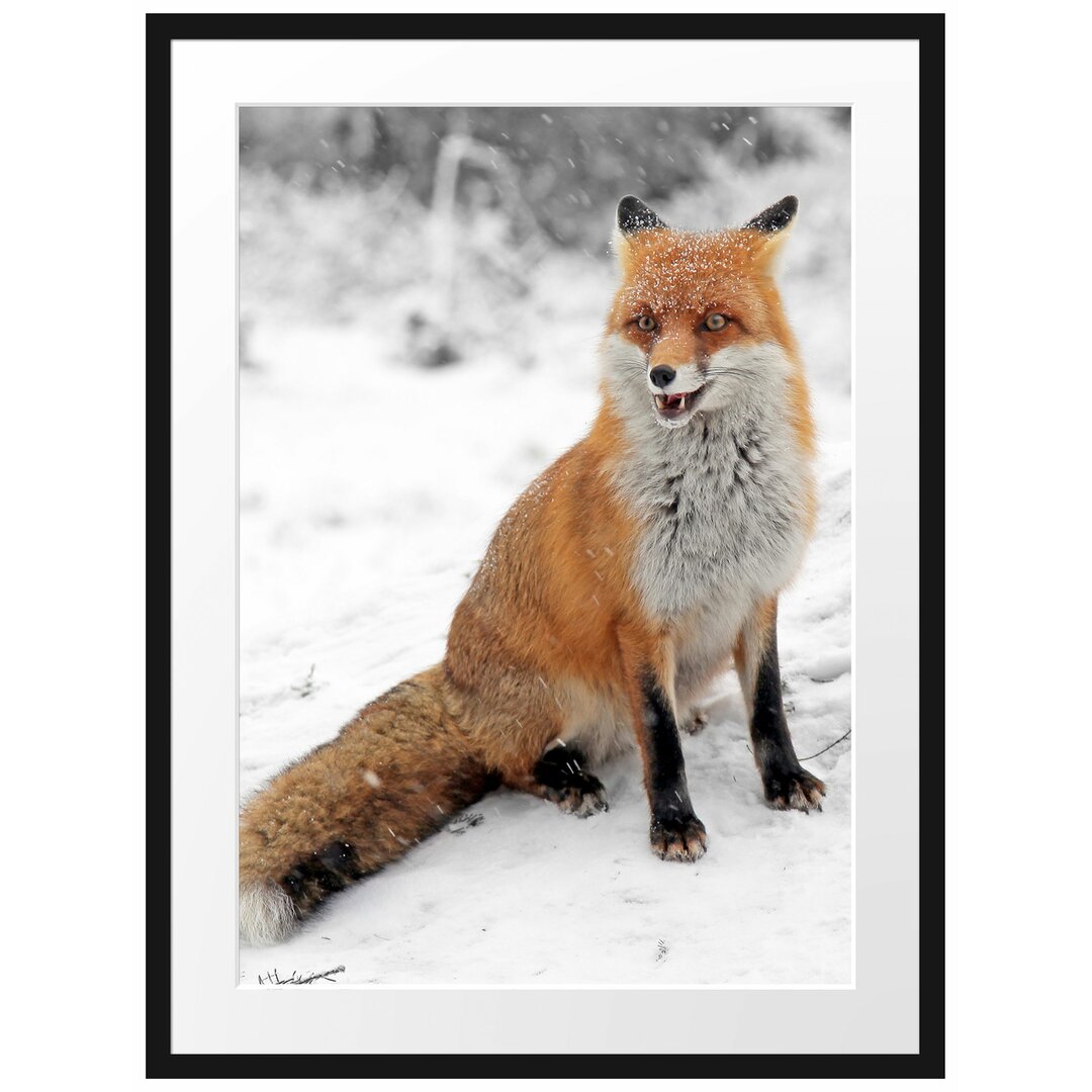 Gerahmtes Poster Angespannter Fuchs im Schnee