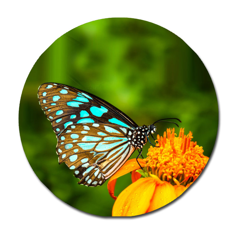 Magnifique papillon - photographie sur acrylique, H 24 po x l 24 po