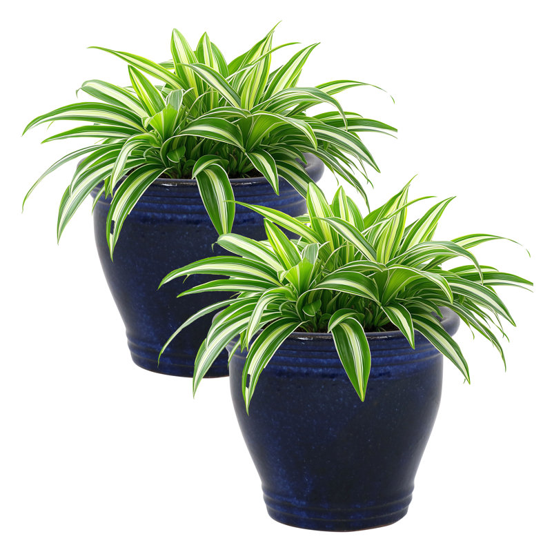 Ailynn Round Imperial Ceramic Outdoor Planter, 10" H x 12" W x 12" D, Blue
