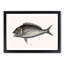 Porgy Fish by Mark Catesby - Picture Frame Painting Print-55767098-55767101