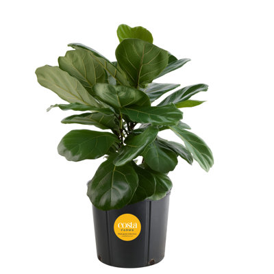 Costa Farms Ficus Lyrata Fiddle Leaf Fig Plant