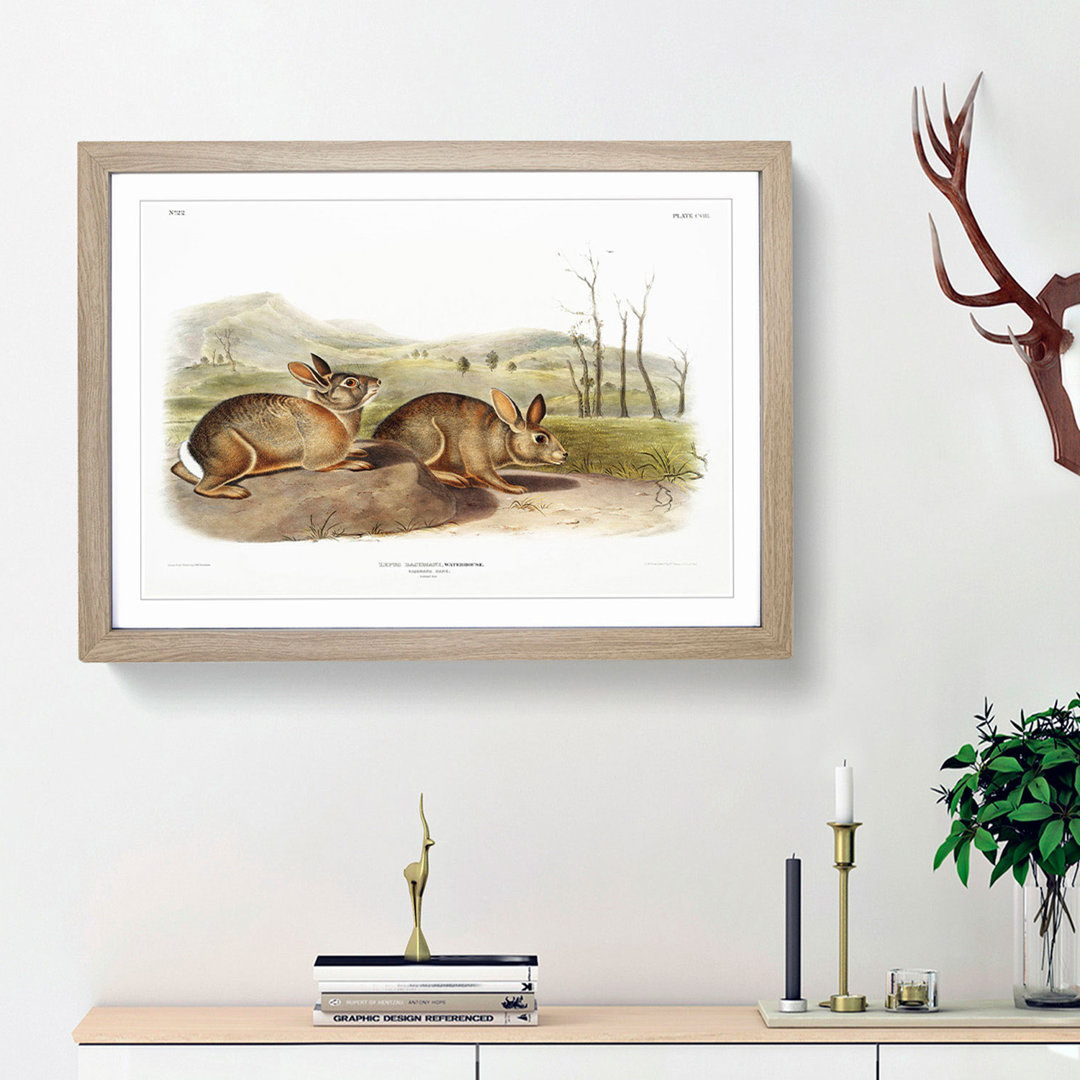 Bachmans Hares by J.W. Audubon - Picture Frame Painting Print
