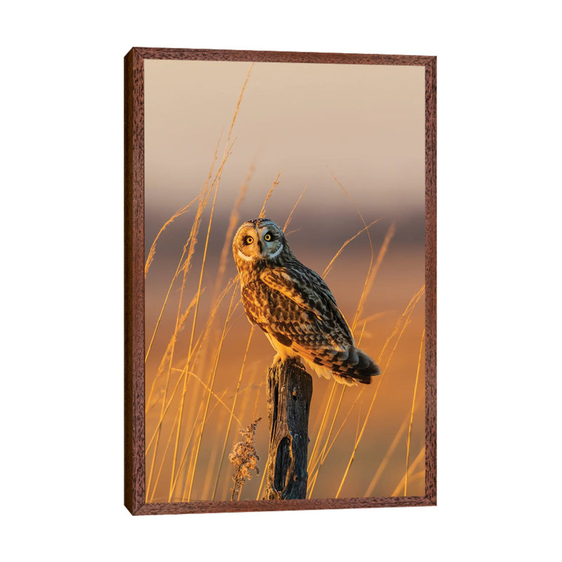 Short-Eared Owl Perched On Fence Post, Prairie Ridge State Natural Area, Marion County, Illinois. 1 Piece Wall Art on Canvas